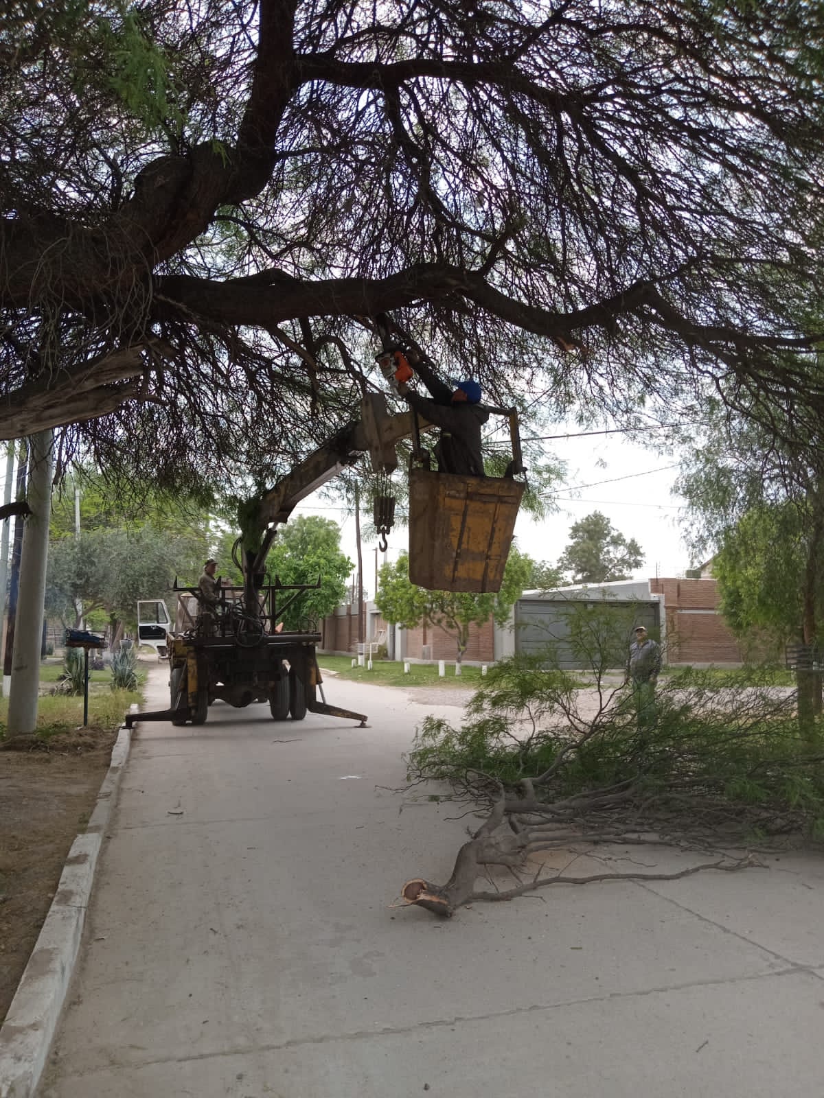 Parques y Paseos continúa con los trabajos de limpieza y desmalezamiento en la ciudad de La Banda