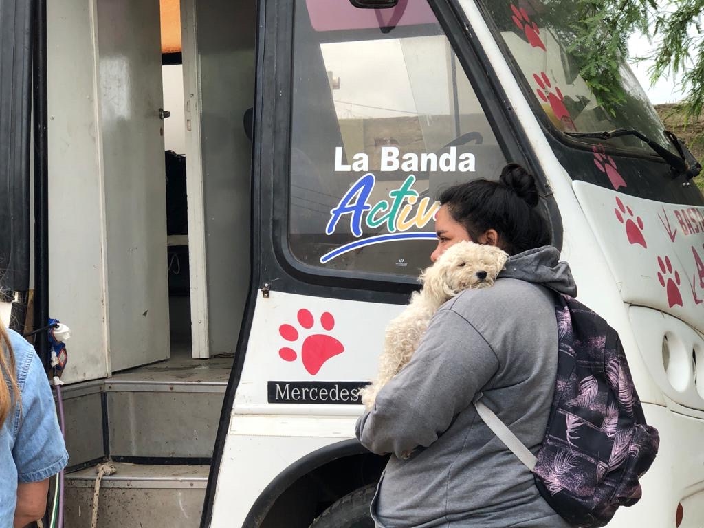 En un año se realizaron más de 4 mil castraciones de perros y gatos en La Banda